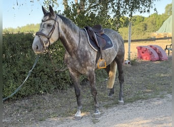 Cheval de sport irlandais, Hongre, 5 Ans, 160 cm, Gris noir