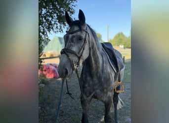 Cheval de sport irlandais, Hongre, 5 Ans, 160 cm, Gris noir