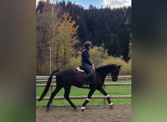 Cheval de sport irlandais, Hongre, 5 Ans, 160 cm, Noir