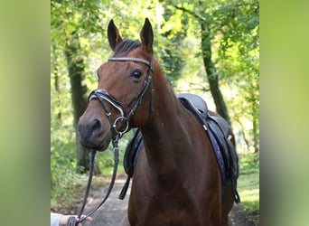 Cheval de sport irlandais, Hongre, 5 Ans, 162 cm, Bai