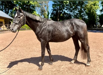 Cheval de sport irlandais, Hongre, 5 Ans, 162 cm, Gris