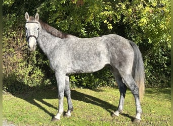 Cheval de sport irlandais, Hongre, 5 Ans, 163 cm, Gris