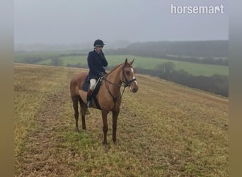 Cheval de sport irlandais, Hongre, 5 Ans, 165 cm, Alezan brûlé