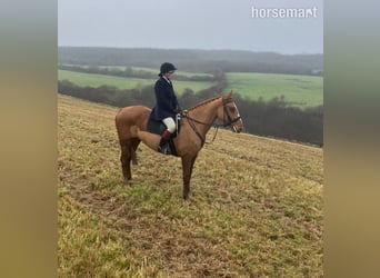 Cheval de sport irlandais, Hongre, 5 Ans, 165 cm, Alezan brûlé