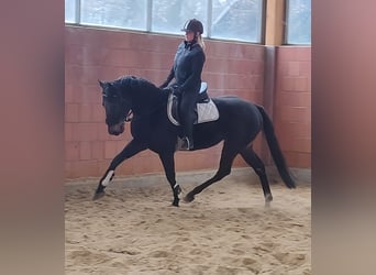 Cheval de sport irlandais, Hongre, 5 Ans, 165 cm, Noir