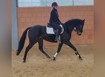 Cheval de sport irlandais, Hongre, 5 Ans, 165 cm, Noir