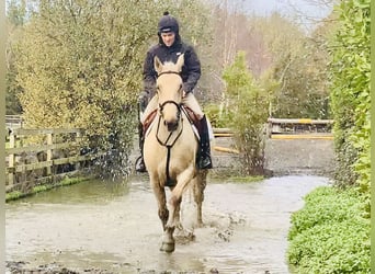 Cheval de sport irlandais, Hongre, 5 Ans, 165 cm, Palomino