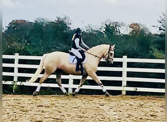 Cheval de sport irlandais, Hongre, 5 Ans, 165 cm, Palomino
