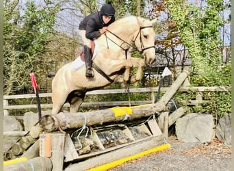 Cheval de sport irlandais, Hongre, 5 Ans, 165 cm, Palomino