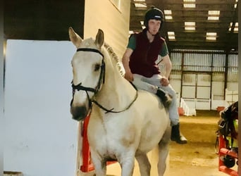 Cheval de sport irlandais, Hongre, 5 Ans, 165 cm, Palomino