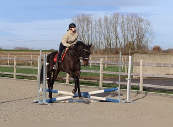 Cheval de sport irlandais, Hongre, 5 Ans, 166 cm