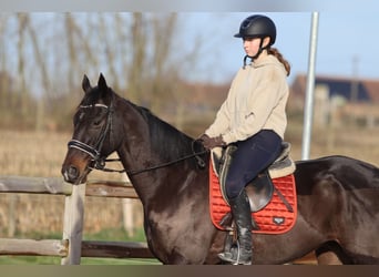 Cheval de sport irlandais, Hongre, 5 Ans, 166 cm, Noir