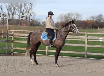 Cheval de sport irlandais, Hongre, 5 Ans, 166 cm, Rouan bleu