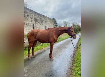 Cheval de sport irlandais, Hongre, 5 Ans, 168 cm, Alezan brûlé