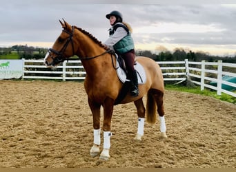 Cheval de sport irlandais, Hongre, 5 Ans, 168 cm, Alezan
