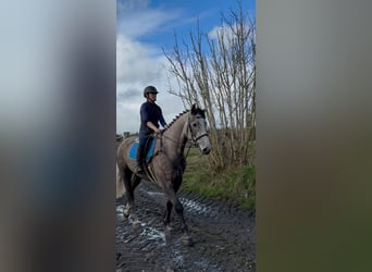 Cheval de sport irlandais, Hongre, 5 Ans, 168 cm, Gris pommelé