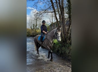 Cheval de sport irlandais, Hongre, 5 Ans, 168 cm, Gris pommelé