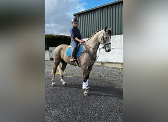 Cheval de sport irlandais, Hongre, 5 Ans, 168 cm, Gris pommelé