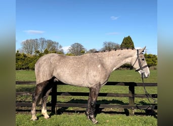 Cheval de sport irlandais, Hongre, 5 Ans, 168 cm, Gris pommelé
