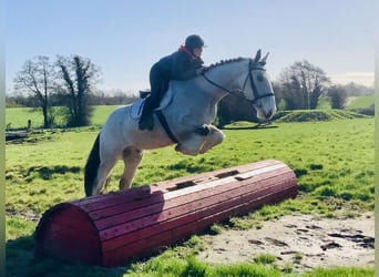 Cheval de sport irlandais, Hongre, 5 Ans, 168 cm, Isabelle