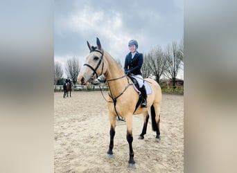 Cheval de sport irlandais, Hongre, 5 Ans, 168 cm, Isabelle