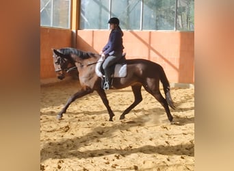 Cheval de sport irlandais, Hongre, 5 Ans, 170 cm, Bai