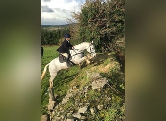 Cheval de sport irlandais, Hongre, 5 Ans, 170 cm, Gris