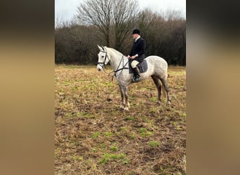 Cheval de sport irlandais, Hongre, 5 Ans, 170 cm, Gris