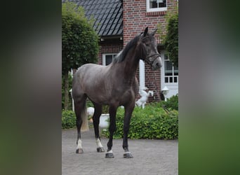Cheval de sport irlandais, Hongre, 5 Ans, 172 cm, Gris noir