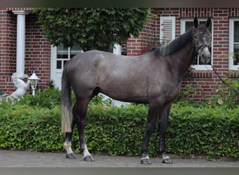 Cheval de sport irlandais, Hongre, 5 Ans, 172 cm, Gris noir