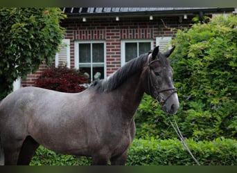 Cheval de sport irlandais, Hongre, 5 Ans, 172 cm, Gris noir