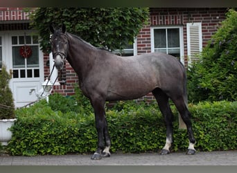 Cheval de sport irlandais, Hongre, 5 Ans, 172 cm, Gris noir