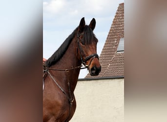 Cheval de sport irlandais, Hongre, 5 Ans, 175 cm, Bai