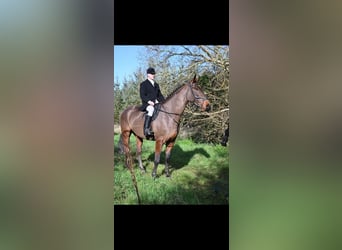 Cheval de sport irlandais, Hongre, 5 Ans, 178 cm, Bai cerise