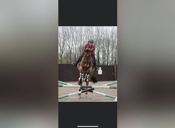 Cheval de sport irlandais, Hongre, 5 Ans, 178 cm, Bai cerise