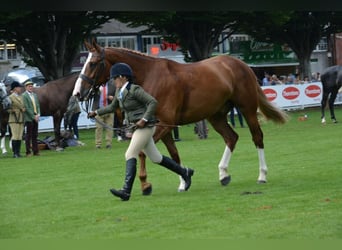 Cheval de sport irlandais, Hongre, 5 Ans, 180 cm, Alezan