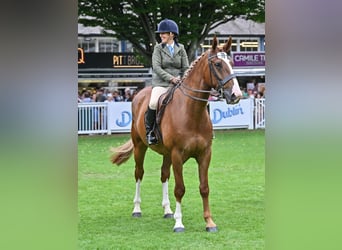 Cheval de sport irlandais, Hongre, 5 Ans, 180 cm, Alezan