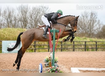 Cheval de sport irlandais, Hongre, 5 Ans, Bai cerise
