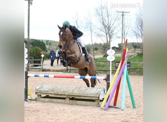 Cheval de sport irlandais, Hongre, 5 Ans, Bai cerise