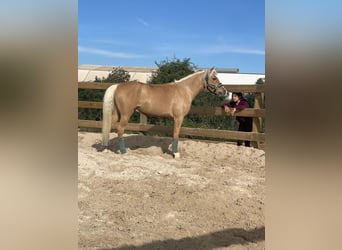 Cheval de sport irlandais, Hongre, 6 Ans, 137 cm, Palomino