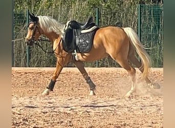 Cheval de sport irlandais, Hongre, 6 Ans, 137 cm, Palomino