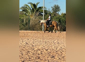 Cheval de sport irlandais, Hongre, 6 Ans, 137 cm, Palomino