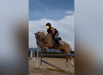 Cheval de sport irlandais, Hongre, 6 Ans, 137 cm, Palomino