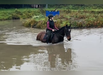 Cheval de sport irlandais, Hongre, 6 Ans, 148 cm, Bai cerise