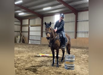 Cheval de sport irlandais, Hongre, 6 Ans, 148 cm, Bai