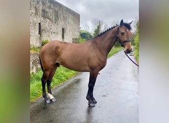 Cheval de sport irlandais, Hongre, 6 Ans, 148 cm, Bai