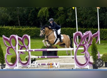 Cheval de sport irlandais, Hongre, 6 Ans, 148 cm, Isabelle