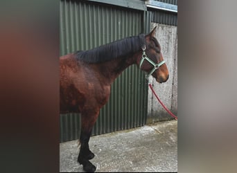 Cheval de sport irlandais, Hongre, 6 Ans, 153 cm, Bai cerise