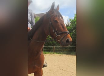 Cheval de sport irlandais, Hongre, 6 Ans, 155 cm, Bai