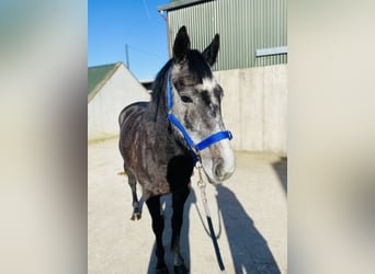 Cheval de sport irlandais, Hongre, 6 Ans, 158 cm, Rouan bleu